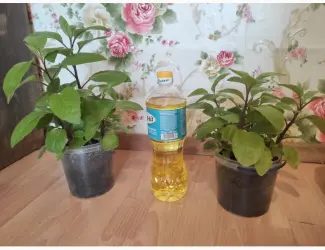 Зображення для оголошення Джинура прокумбенс