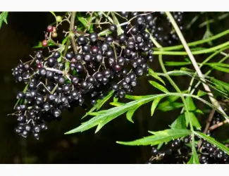 Зображення для оголошення Купим СУШЕНУЮ ягоду красной рябины. бузину шиповник терен и боярышник.Самовывоз