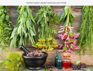 Зображення для оголошення Куплю лікарські рослини