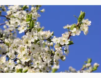 Зображення для оголошення Куплю сухий цвіт терену