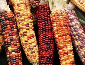 Зображення для оголошення Кукуруза декоративная Амеро (насіння)