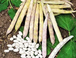 Зображення для оголошення Квасоля Кущова Мавка пакет гiгант (насіння)