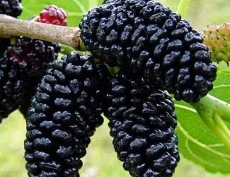 Зображення для оголошення Шовковиця (сіянець) (саджанці)