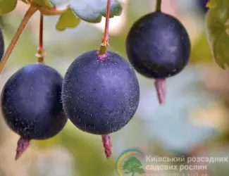 Зображення для оголошення Йошта сорт Крону