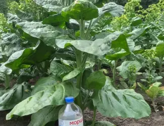 Насіння тютюну, махорки зеленої і жовтої.