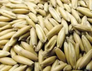 Зображення для оголошення Продам овес кормовой фуражный