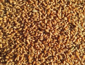 Зображення для оголошення Продам зерно: пшеницу, кукурузу, овес, ячмень.