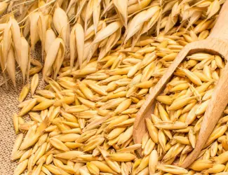 Зображення для оголошення Продам овес кормовой фуражний