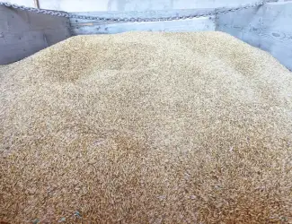Зображення для оголошення Продам Овес. Є об'єм.Домашній кормовий.