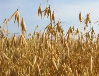 Зображення для оголошення Продам зерно ОВЕС!!!