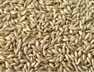 Зображення для оголошення Продам ячмень фуражный