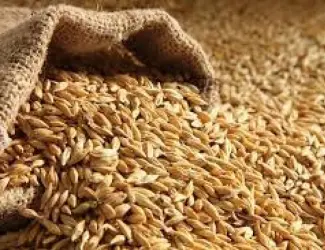 Зображення для оголошення Продам 45 т. Фуражного ячменю