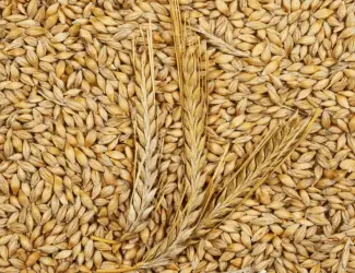 Зображення для оголошення Продам 25 т ячменю фуражного