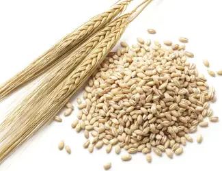 Зображення для оголошення Продам ячмень фуражний (озимий),