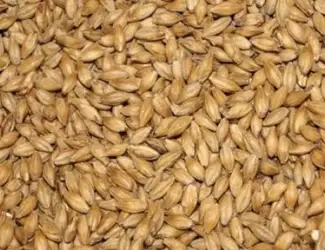 Зображення для оголошення Продам Ячмень фуражный 2 Сандра