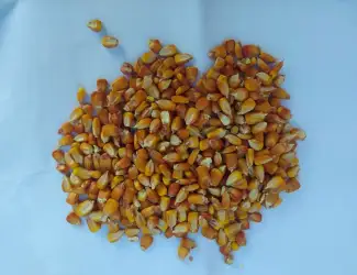 Зображення для оголошення Кукурудза кормова сушена врожай 2025 9 грн/кг.