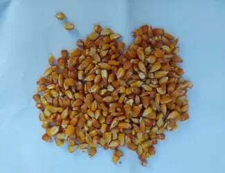 Зображення для оголошення Кукурудза кормова сушена врожай 2025 9 грн/кг.