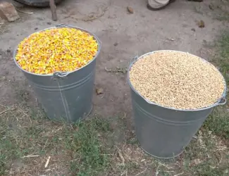 Зображення для оголошення Зерно (кукурудза кормова ) та суміші