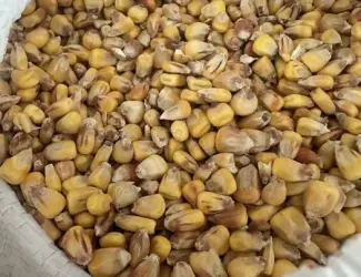 Зображення для оголошення Кукурудза суха кормова
