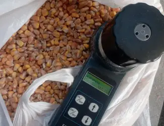 Зображення для оголошення Продам кукурудзу кормову