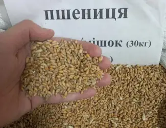 Зображення для оголошення Пшениця, Кукуруза, Соняшник, Овес, Ячмінь, Просо