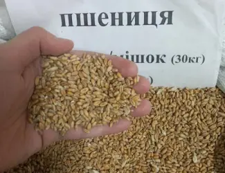 Зображення для оголошення Пшениця, Кукуруза, Соняшник, Овес, Ячмінь, Просо
