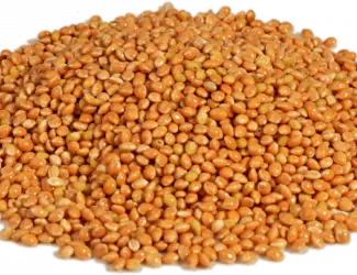 Зображення для оголошення Насіння просо Біла альтанка, 1 репродукція.