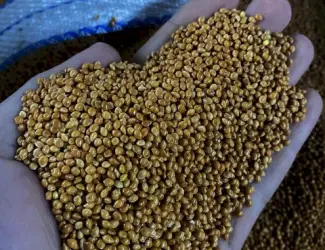 Зображення для оголошення ПРОСО (семена) продадим