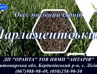 Насіння вівса Парламентський