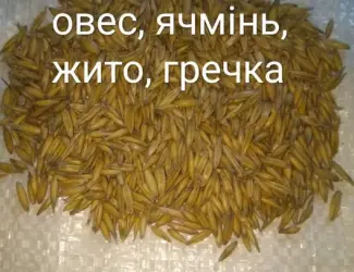 Зображення для оголошення Овес посівний, Ячмінь ярий, Жито, Гречка, Вика