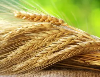 Зображення для оголошення Продам насіння жита