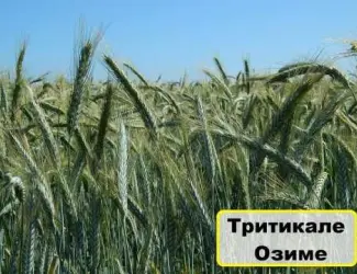 Семена Тритикале Гарне