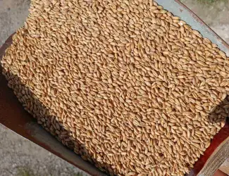 Продам тритікале, овес, пшеницю, ячмінь.
