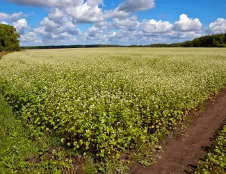 Зображення для оголошення Продам насіння гречки АРНО і PANNY