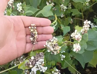 Зображення для оголошення Продам насіння гречки