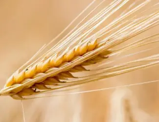 Зображення для оголошення Продам ярий ячмінь