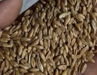 Зображення для оголошення Продам ярий ячмінь