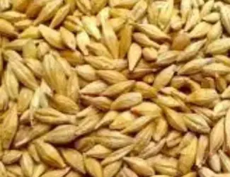 Зображення для оголошення Продам ячмінь озимий та ярий