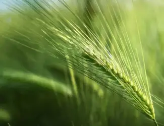 Зображення для оголошення Продам посівний ячмінь Шедевр