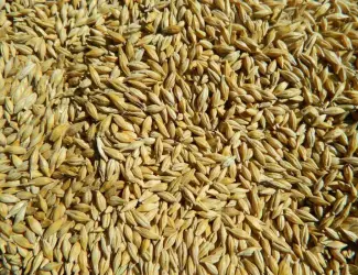 Зображення для оголошення Продам товарний та посівний ячмінь,пивоварні сорт