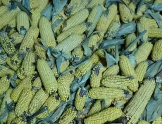 Продам кукурудзу в качанах або зерно 5.8/7.8