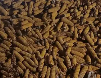 Продам кукурудзу у качані