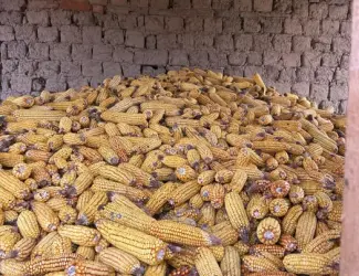 Зображення для оголошення Продаю свіжозібрані качани кукурудзи 2025