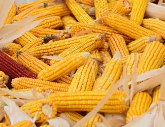 Купляємо самовивозом мертві відходи кукурудзи
