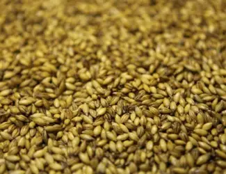 Зображення для оголошення Продам фуражну пшеницю