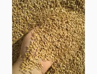 Зображення для оголошення Продам пшеницу фуражную