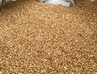 Зображення для оголошення Продам фуражну пшеницю