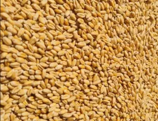 Зображення для оголошення Продам пшеницю фуражну .