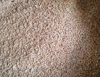 Зображення для оголошення Продам пшеницю .