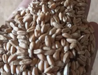 Зображення для оголошення Продам пшеницу не дорого